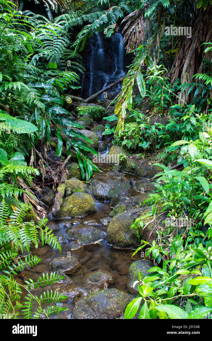 Kleiner Wasserfall in den Akaka Falls State Park auf Big Island, Hawaii, USA. Stockfoto