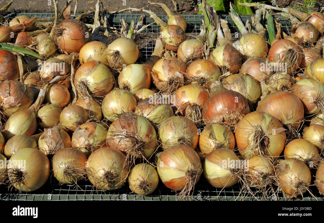 Zwiebeln, Allium Cepa Vielzahl Sturon zum Trocknen in einem Gemüsegarten vor der Lagerung ausgelegt. Stockfoto