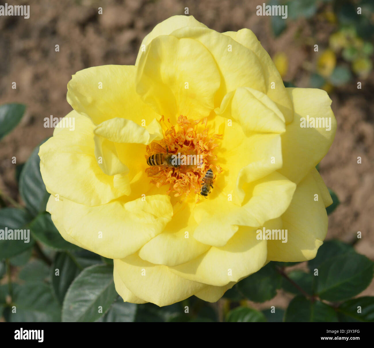 Grün gemischt Kunst Sonnenaufgang Sonnenuntergang Himmel enten Gemälde Blumen Biene Flasche Wein rose Glück junge Mädchen Göttin Töpfe liebe Würfel Topf Seil fallschirmspringen Hütte sperren Stockfoto