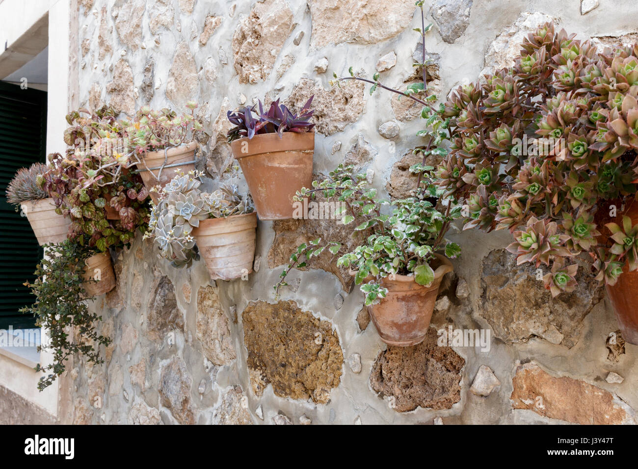 an der Wand befestigte Töpfe von Zimmerpflanzen n Valdemossa, Mallorca, Spanien. Stockfoto
