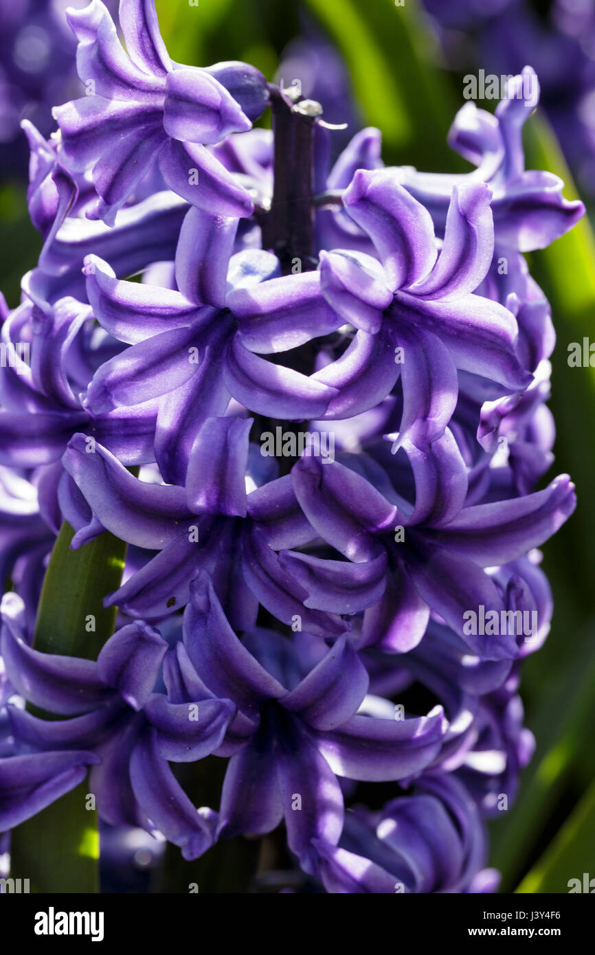 Hyacinthus Orientalis 'Blue Jacket' Stockfoto