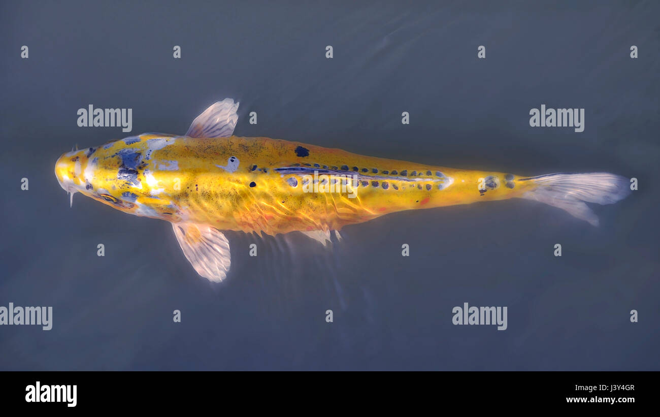 Closeup gelbe Karpfen Koi (Cyprinus) gesehen an der Spitze Stockfoto