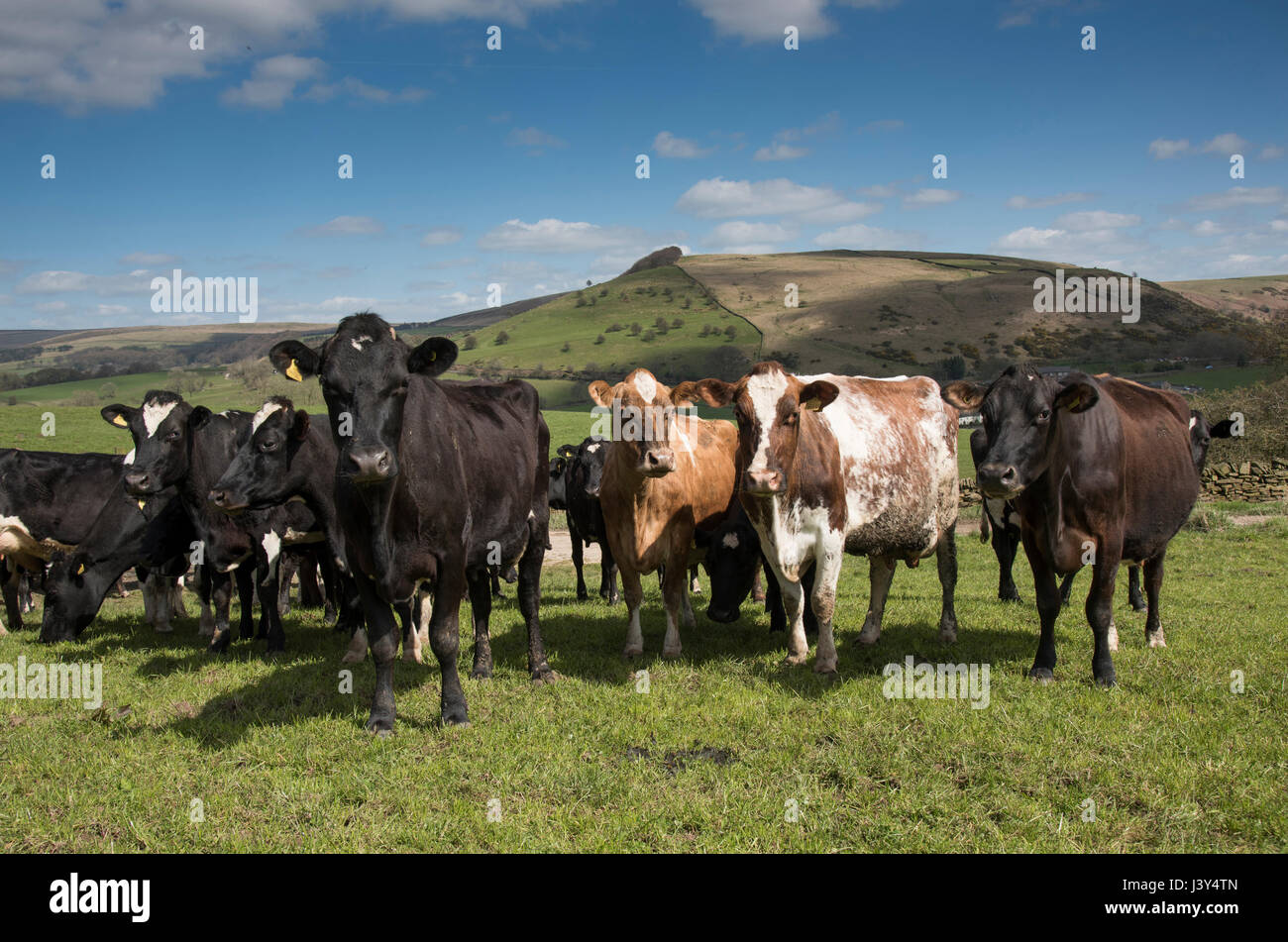 Milchkühe auf einem Feld, Cheshire.UK Stockfoto