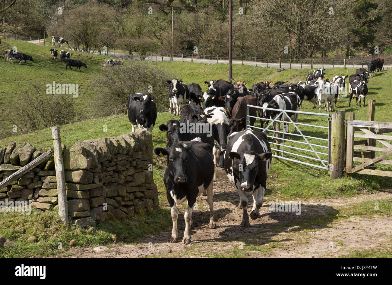 Kühe zum Melken, Cheshire kommen. Stockfoto