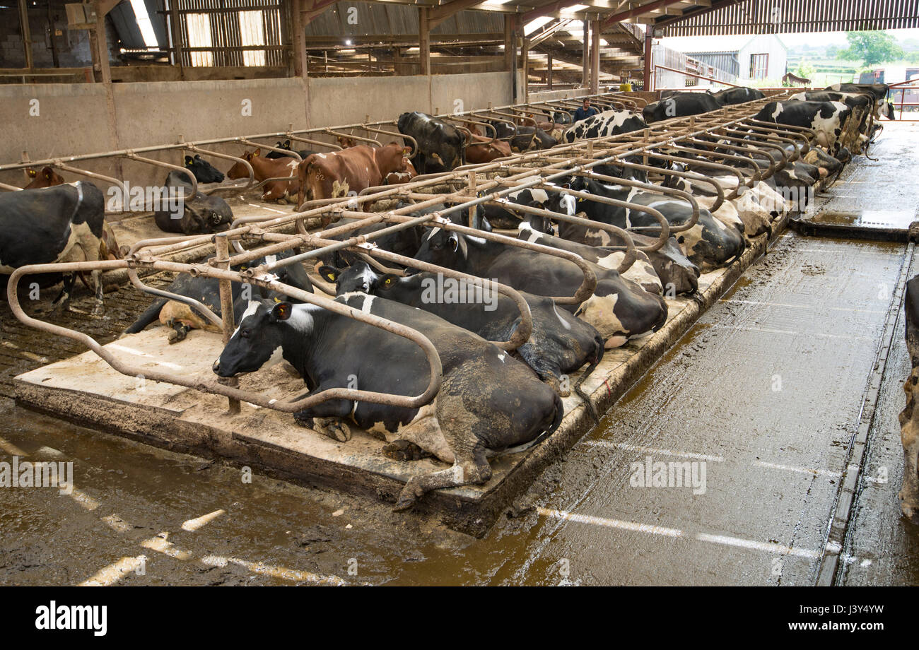 Milchkühe liegen in einem Liegenkabinehaus, Lancaster, Lancashire.UK Stockfoto