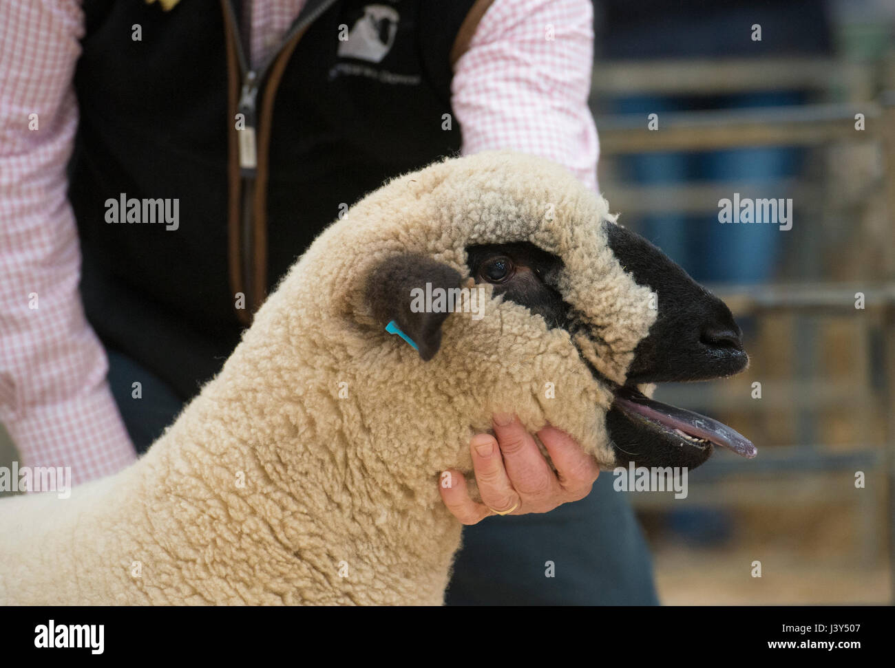 Hampshire Down Sheep in Stratford upon Avon, Warwickshire.UK Stockfoto