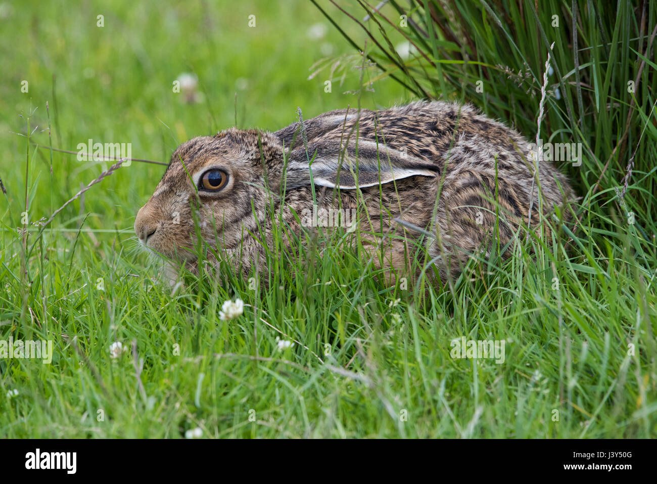 Ein europäischer braun Hase liegend in einem Feld, Kuh Arche, Clitheroe, Lancashire. Stockfoto