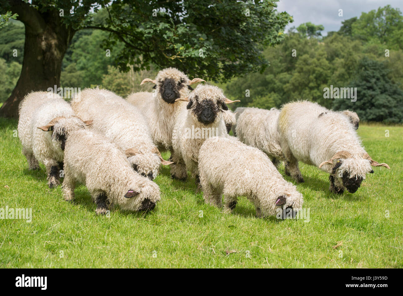 Valais Blacknose Schafe und Lämmer, Longnor, Staffordshire. Stockfoto