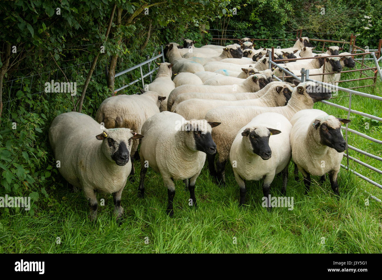 Shropshire Schafe in einem Feld in der Nähe von Chester, Cheshire. Stockfoto