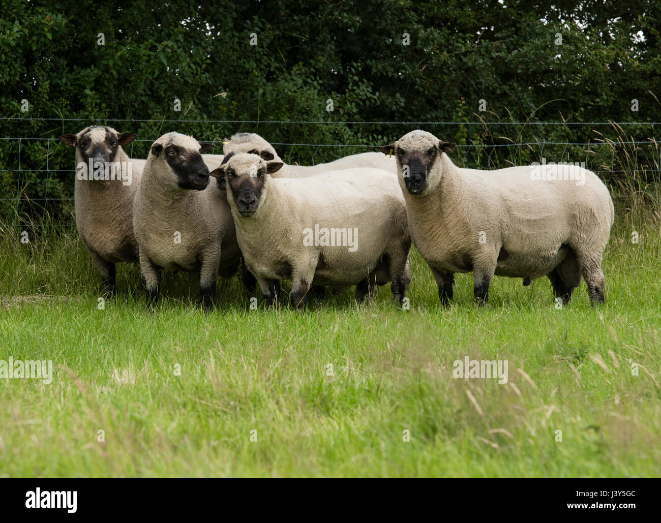 Shropshire Rams in einem Feld in der Nähe von Chester, Cheshire. Stockfoto