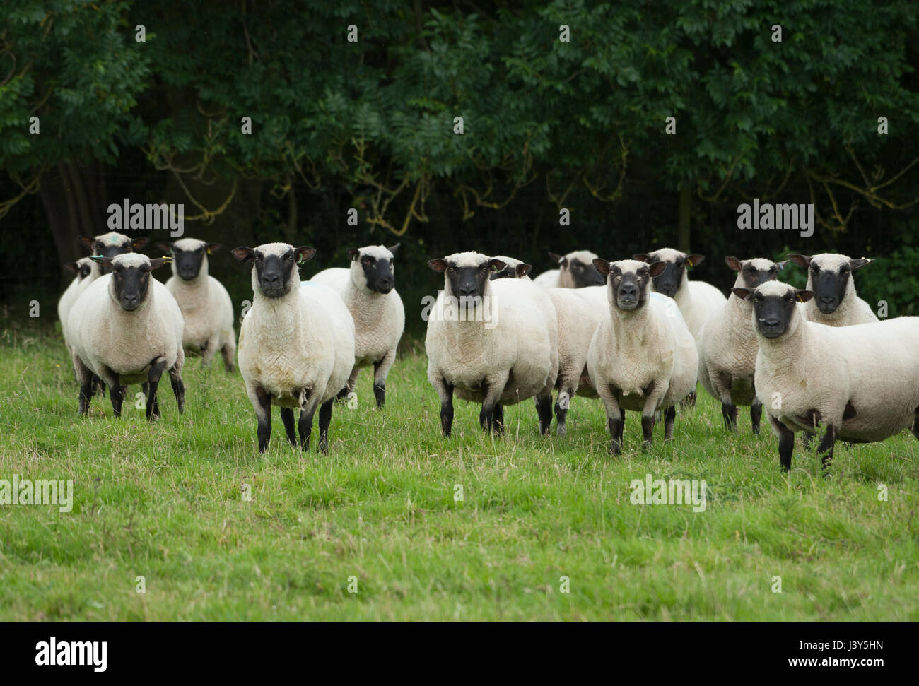 Shropshire Schafe in einem Feld in der Nähe von Chester, Cheshire  Stockfotografie - Alamy