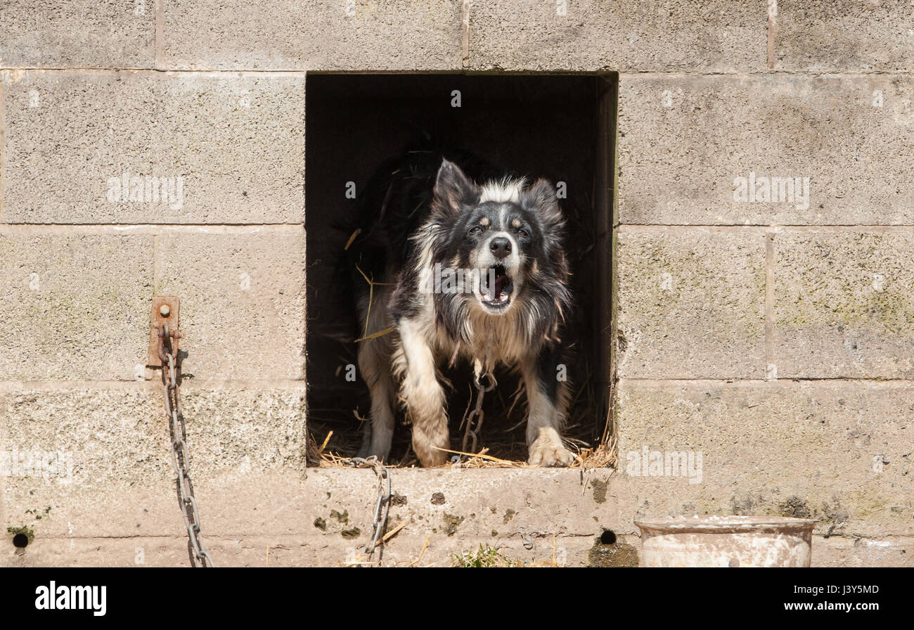 Ein Bauernhof Schäferhund Bellen von einem Zwinger, Longridge, Preston, Lancashire. Stockfoto