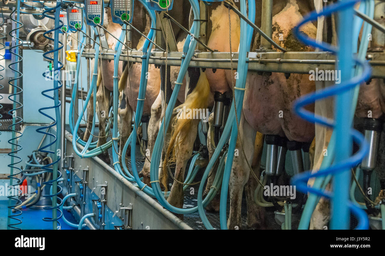 Holstein Kühe im Melkstand, Cumbria Melken. Stockfoto