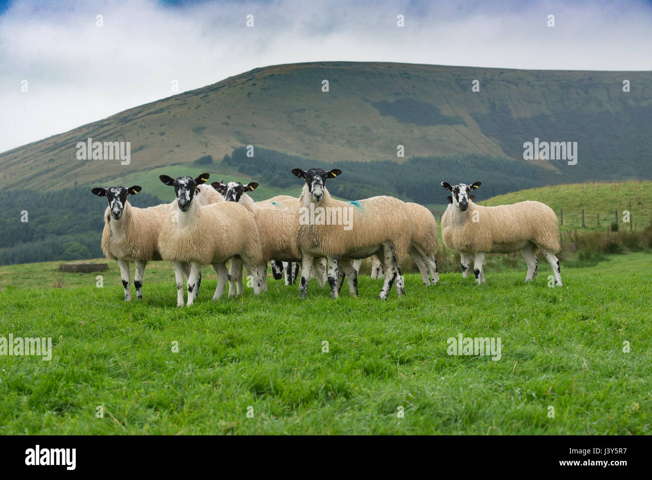Maultier Gimmers mit Parlick Fell hinter, Chipping, Lancashire. Stockfoto