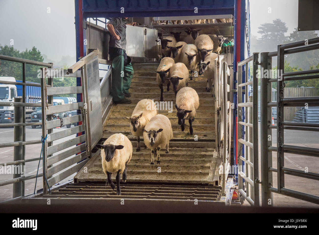 Entladung Schafe in Bakewell Viehmarkt, Bakewell, Derbyshire. Stockfoto