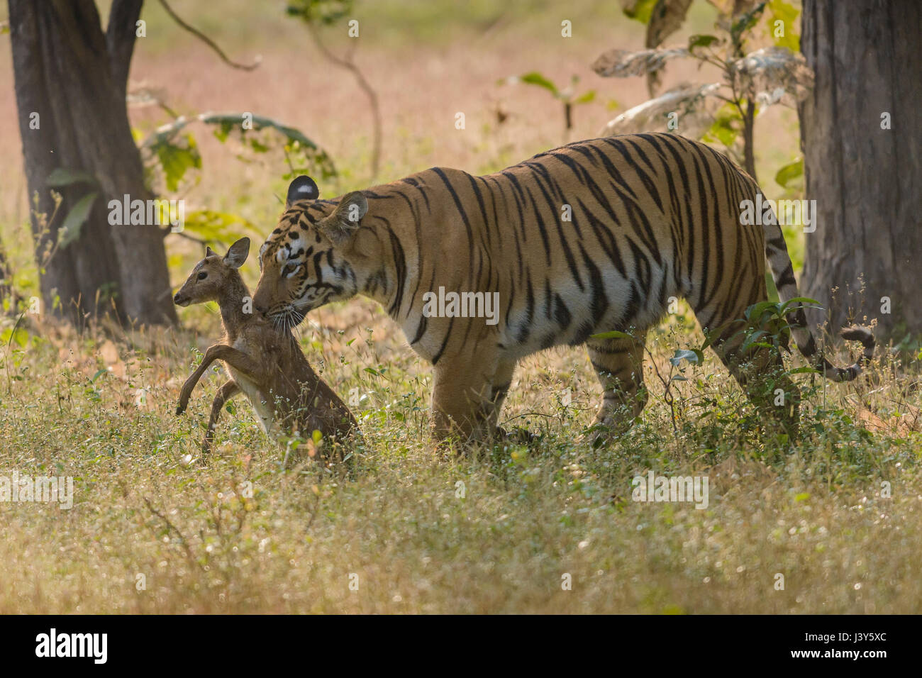 Tigerin mit Fawn Fang Stockfoto