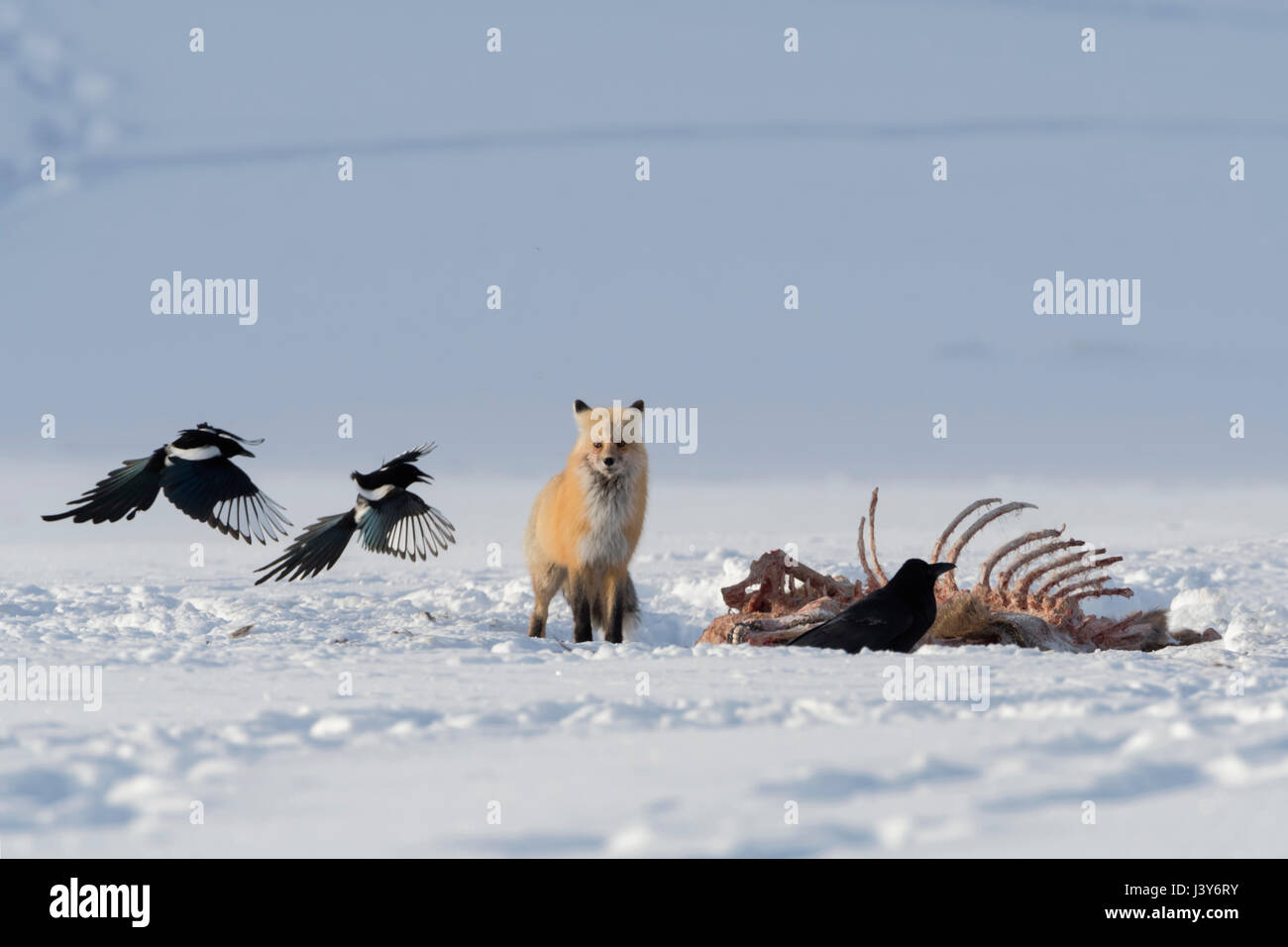 Rotfuchs (Vulpes Vulpes) im Winter, Schnee, stehen neben einer Karkasse warten, beobachten, zusammen mit fliegen Elstern, Yellowstone NP, Wyoming, USA. Stockfoto