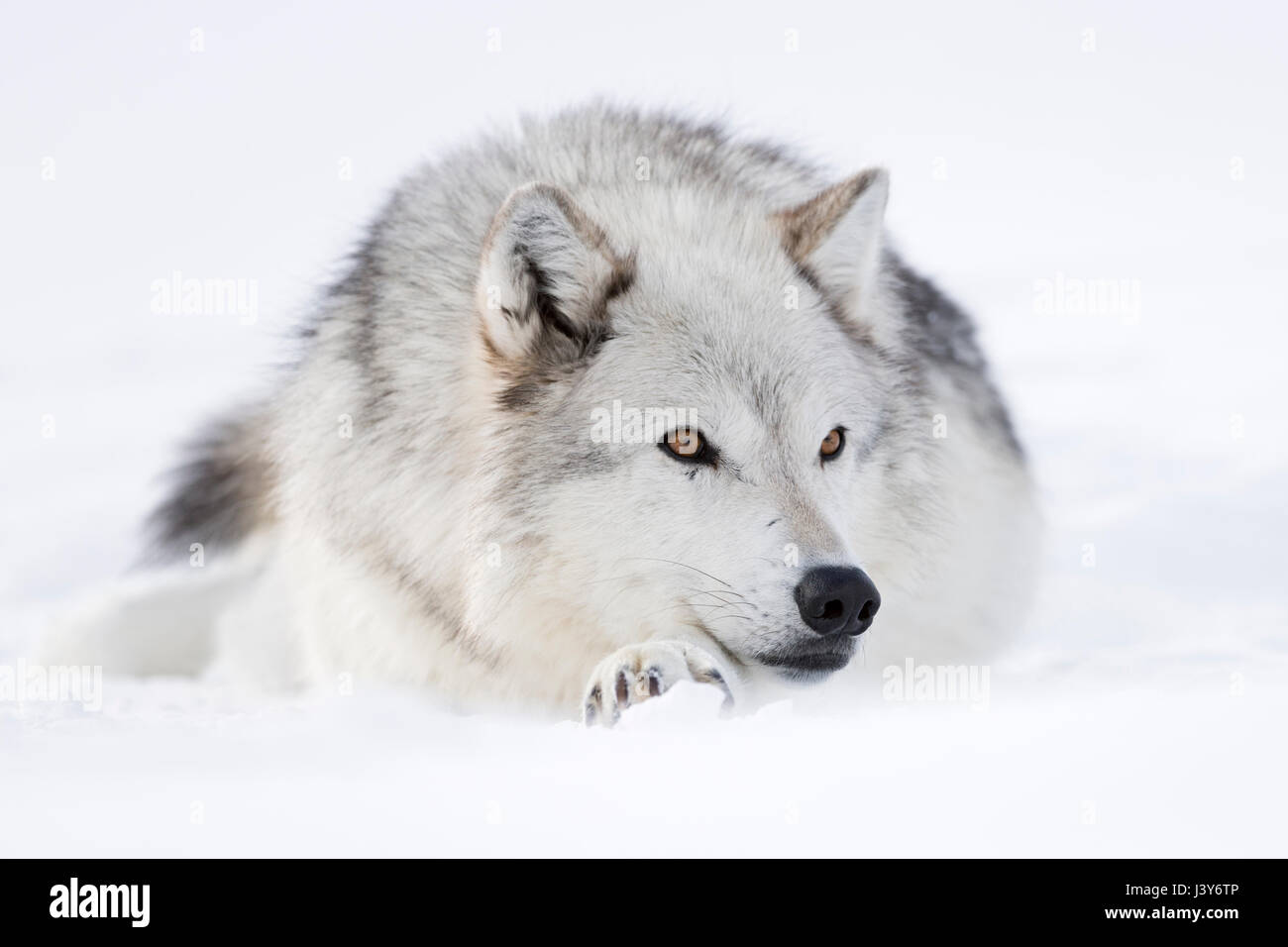 Grauer Wolf / Grauwolf (Canis Lupus) im Winter liegen, ruhen im Schnee, Bernstein farbigen Augen, entspannt, sieht niedlich, Yellowstone Bereich, Montana, USA. Stockfoto