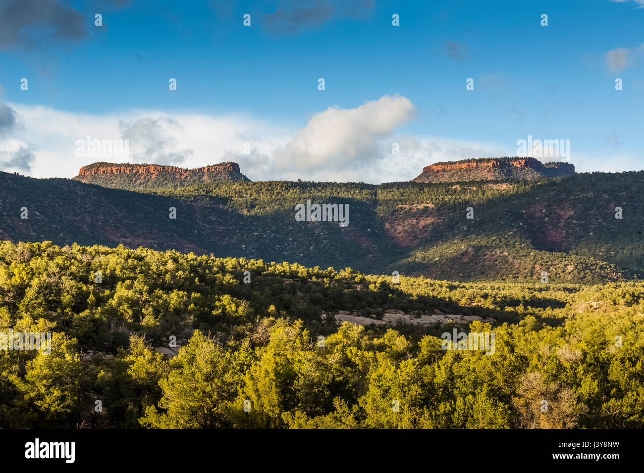 Trägt Ohren Buttes und den umliegenden Pinyon-Wacholder-Wald im Bären Ohren National Monument, betrachtet im Natural Bridges National Monument, Sou Stockfoto