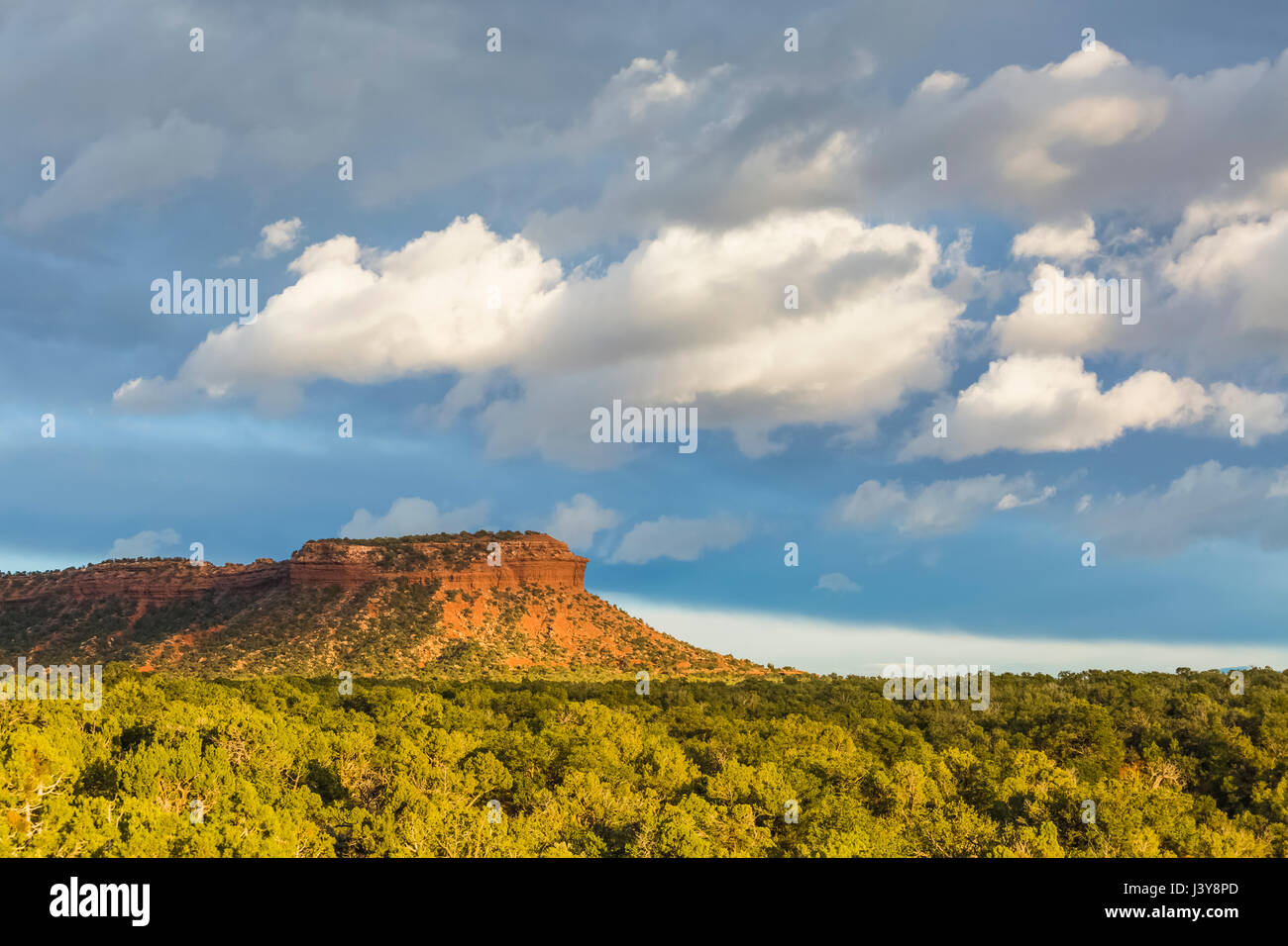 Mesa und Pinyon-Wacholder Wald im Bären Ohren National Monument, südlichen Utah, USA Stockfoto