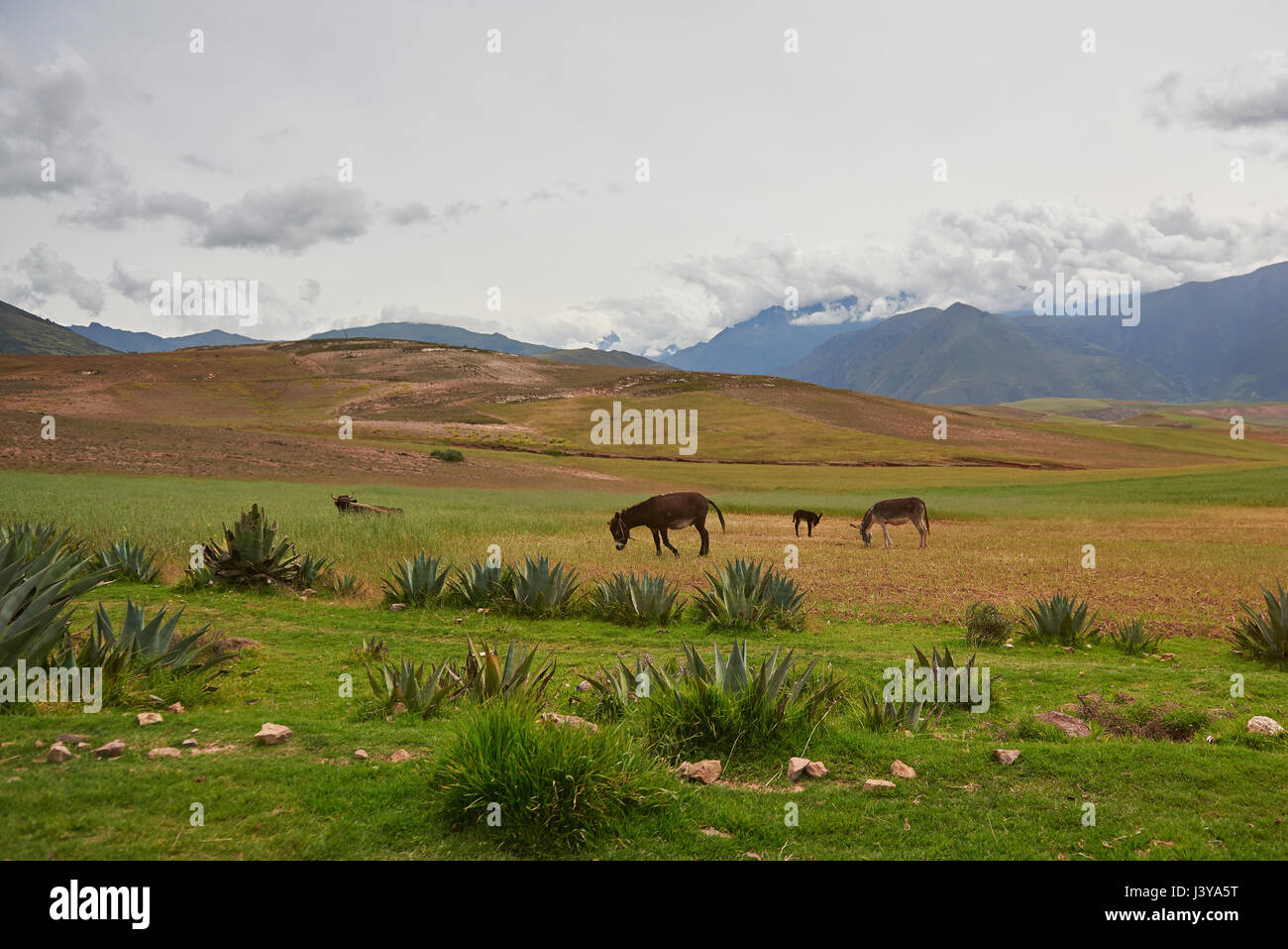 Esel und Kuh auf Feld im Sommer Peru auf Gebirgshintergrund Stockfoto