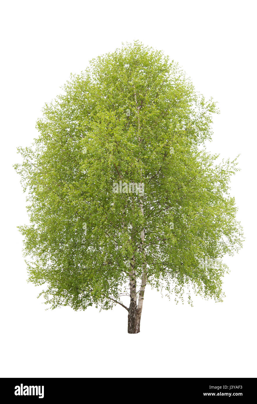 einzelnen Birke isoliert Stockfoto