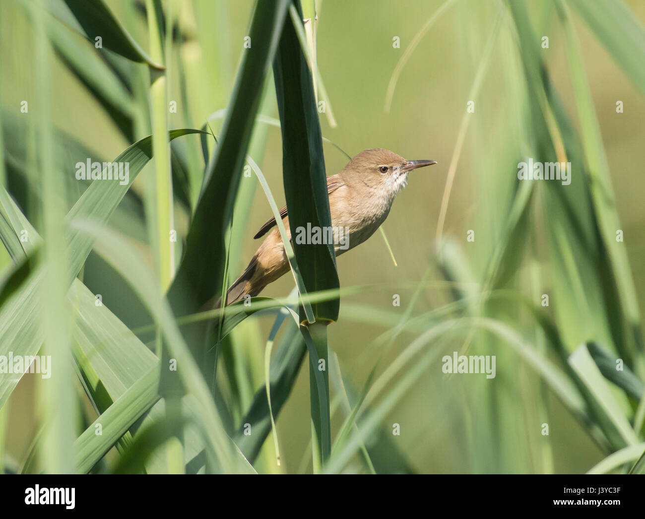 Voll schwätzens Reed warbler acrocephalus stentoreus thront auf Schilf am Ufer eines Flusses Stockfoto