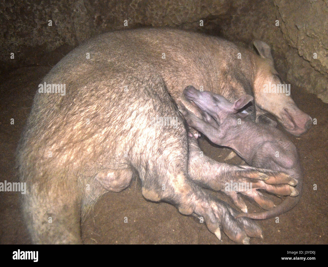 Ende Januar wurde ein Baby Erdferkel im Bioparc Valencia geboren, und diese Bilder zeigen sie neben ihrer Mutter in ihrem Bau. In freier Wildbahn nachdem das Baby geboren ist, die Mutter und das Baby sind von der Gruppe getrennt und dieses Verhalten ist im Bioparc Valencia reproduziert. Um ihr Wohlbefinden während ihrer ersten Wochen des Lebens zu fördern, verbringt das Baby die Nächte in einem gepolsterten Raum mit Temperatur und Luftfeuchtigkeit kontrolliert, und im Laufe des Tages sie wurden getroffen, um den Fuchsbau, mit ihrer Mutter wieder vereint zu sein.  Erdferkel Welpen wachsen sehr schnell und einmal haben sie erreicht ein Gewicht von abou Stockfoto