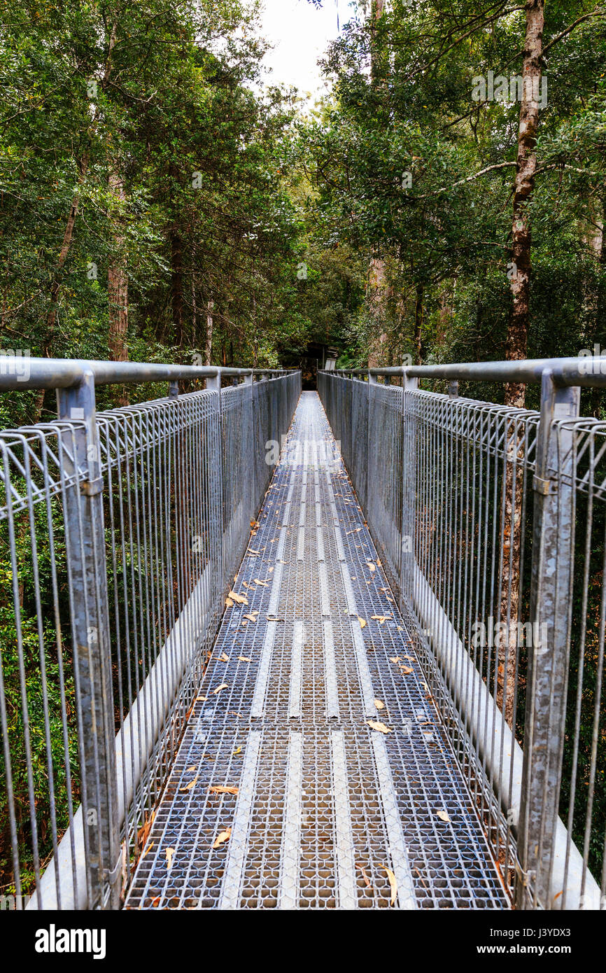 Tahune Airwalk, Greevestone, Huon Valley, Tasmanien, Australien Stockfoto