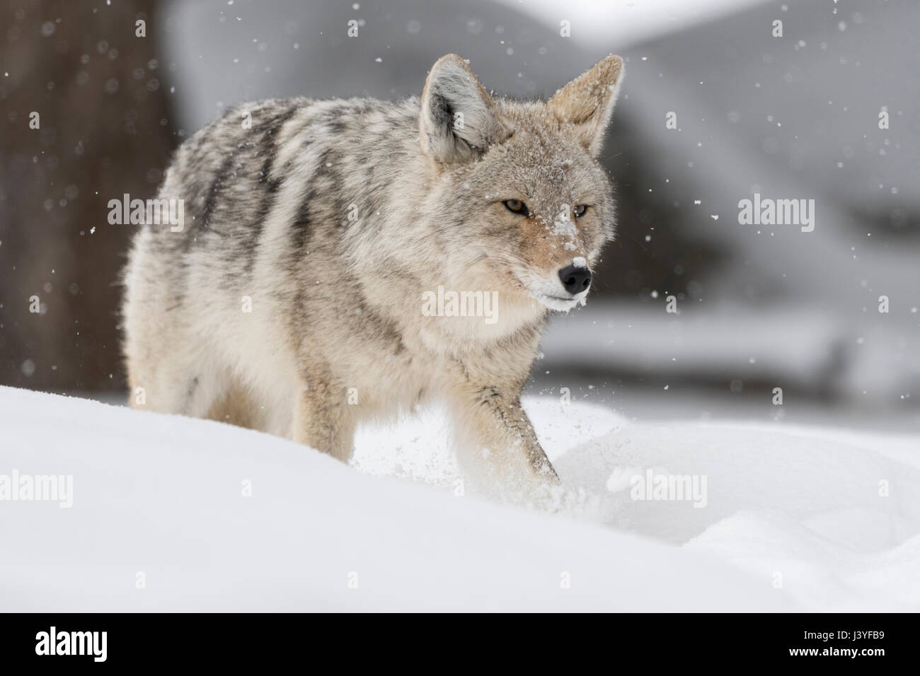 Kojote (Canis Latrans), Erwachsene im Winter, Wandern, laufen durch den Tiefschnee, schlau, shifty, böse Blick, gerade für Beute, Tierwelt, USA. Stockfoto