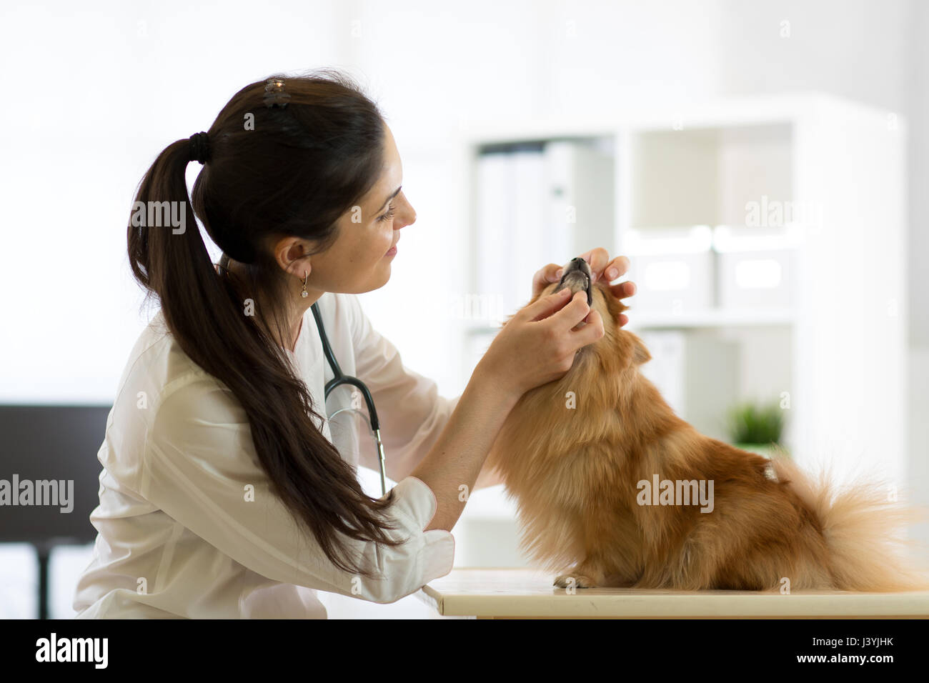 Weibliche Tierarzt untersucht die Zähne des Hundes in Klinik Stockfoto