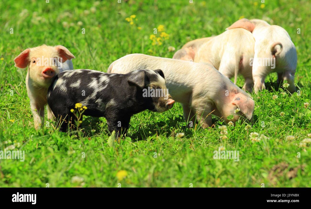 Ferkel auf der grünen Wiese Stockfoto