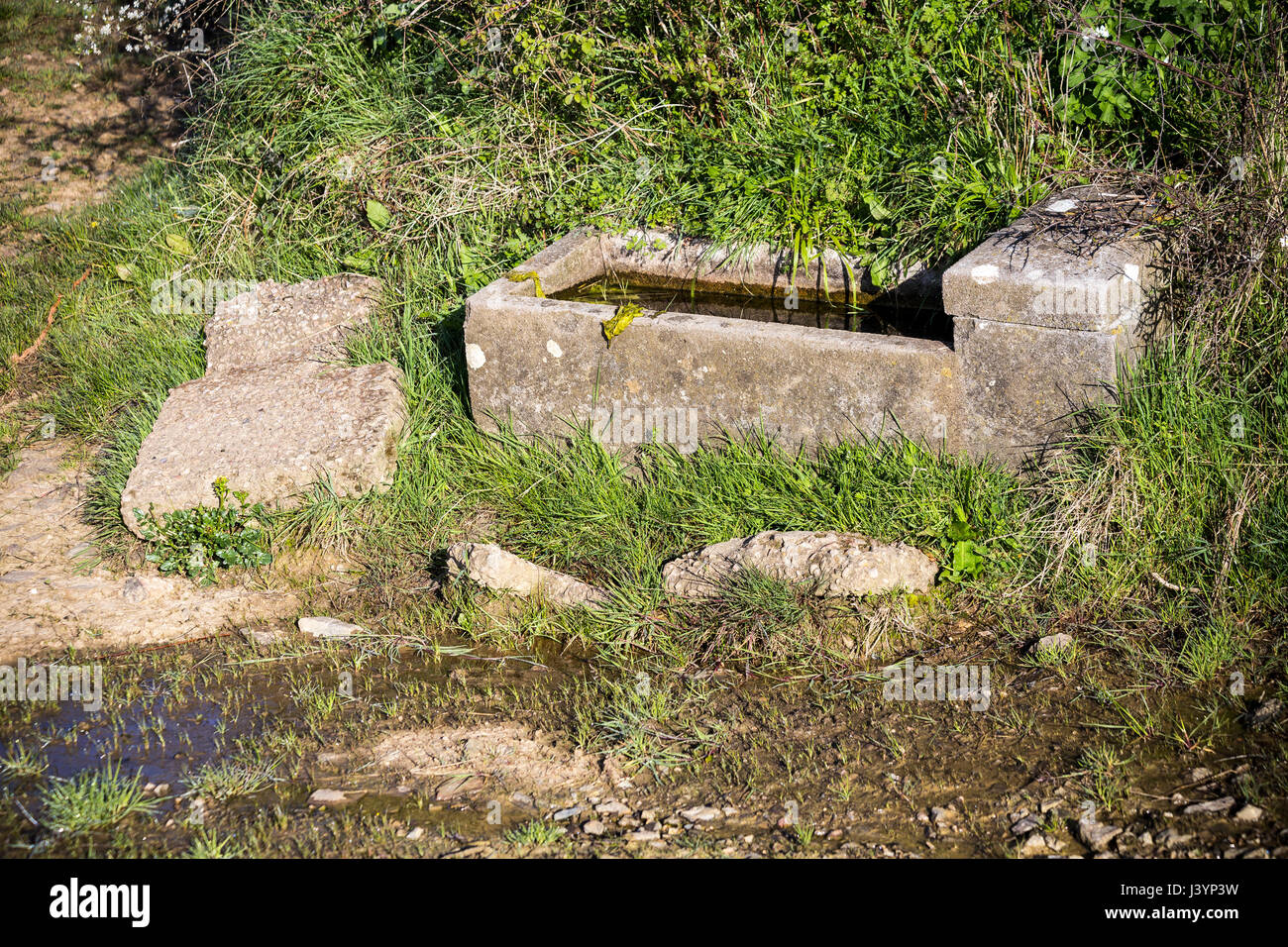Stein Wasser Trog im Feld Stockfoto