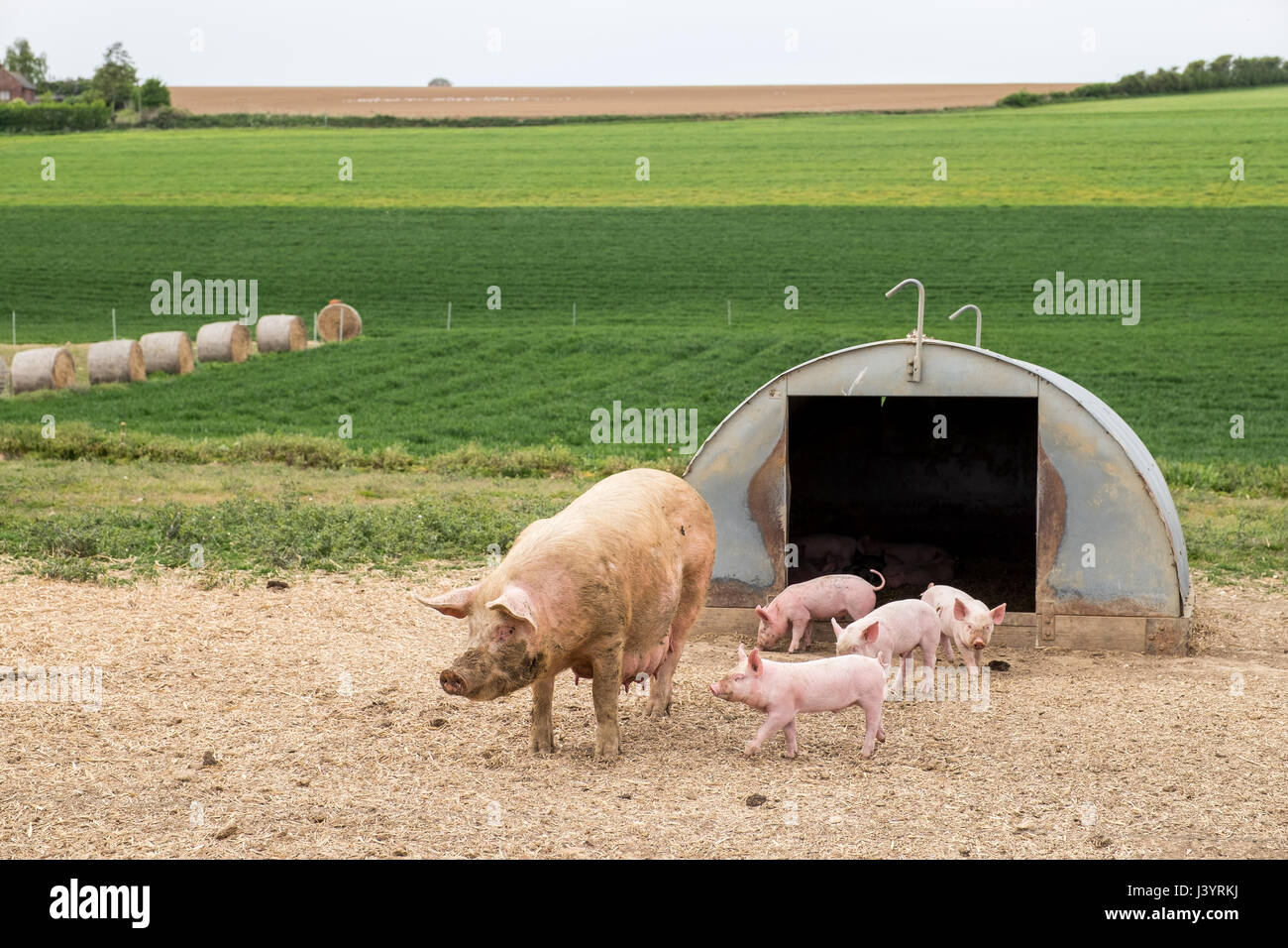 Freigelände rote Free Range Schweine & Ferkel Stockfoto