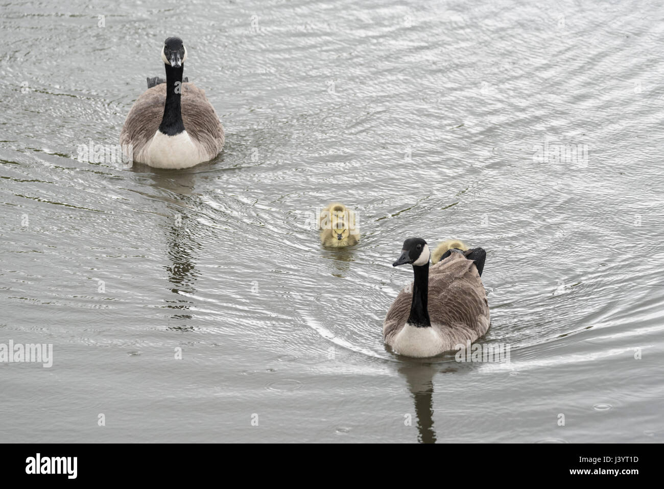 Ein paar Kanadagans (Branta Canadensis) schwimmen mit Gänsel Stockfoto