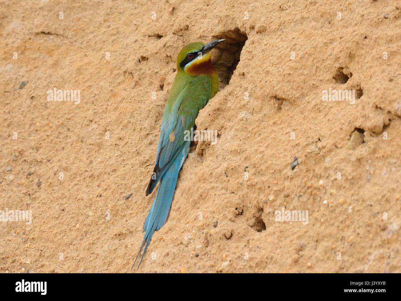 Schönen blauen tailed bee Eater (Merops possing philippinus) Stockfoto