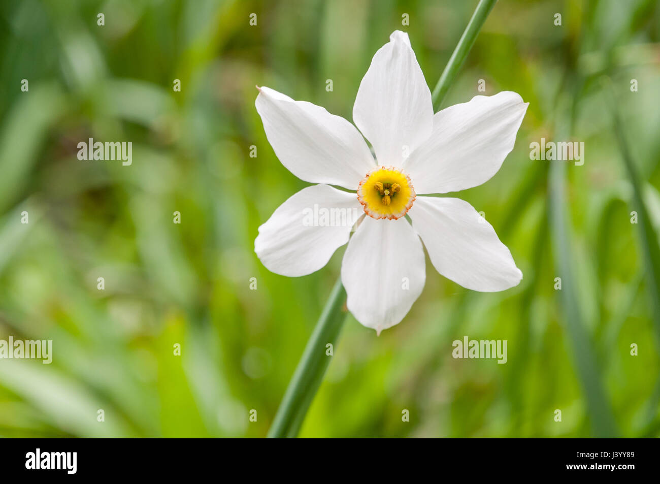 Die Blume der eine weiße Narcissus Poeticus in voller Blüte vor dem Hintergrund einer grünen Blätter in einem Cottage Garten im englischen Lake District. Stockfoto
