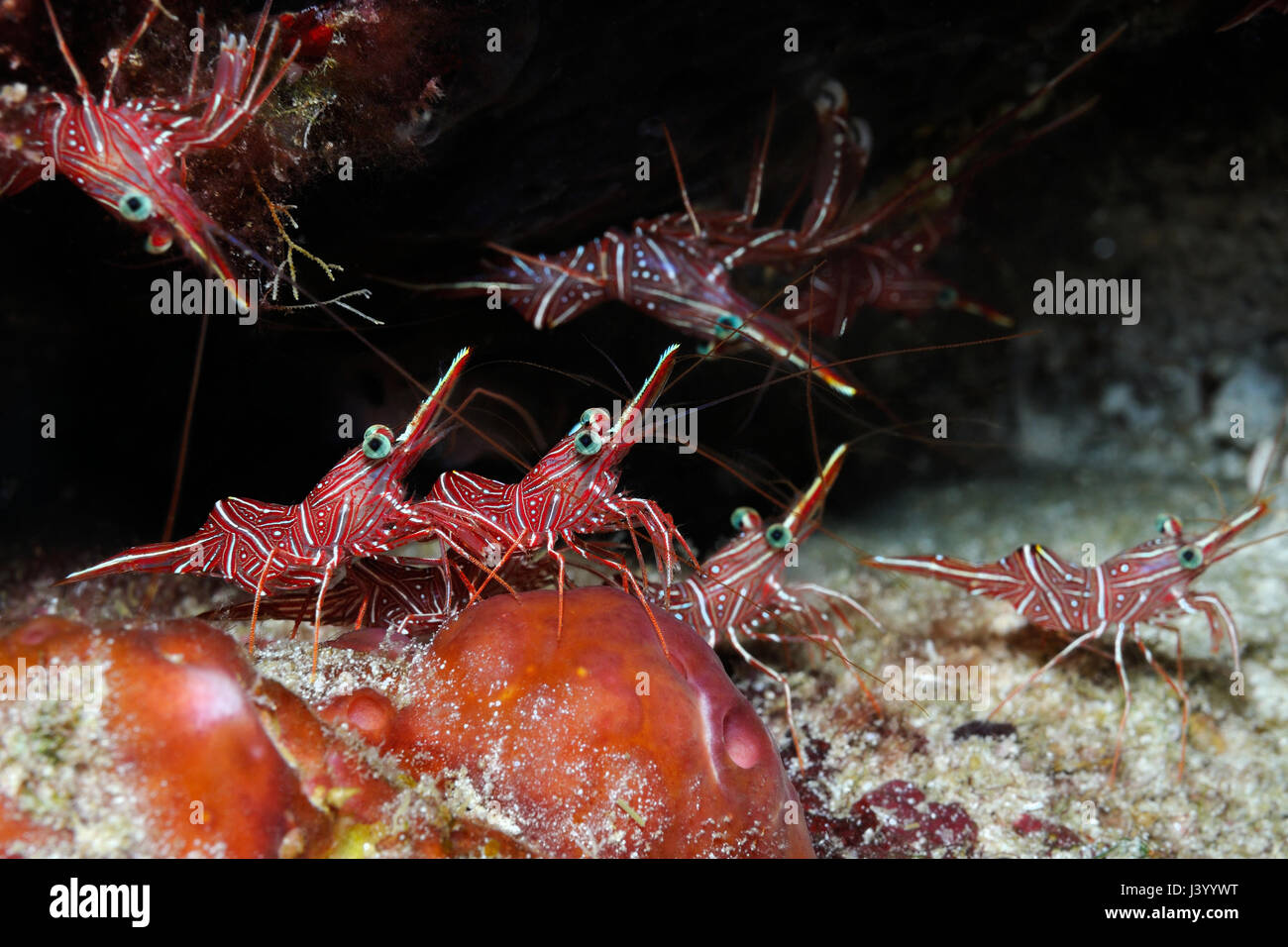Tanzende Garnelen (Rhynchocinetes Durbanensis, Rhynchocinetes Uritai) verstecken sich in einem schmalen Riss, Panglao, Philippinen Stockfoto