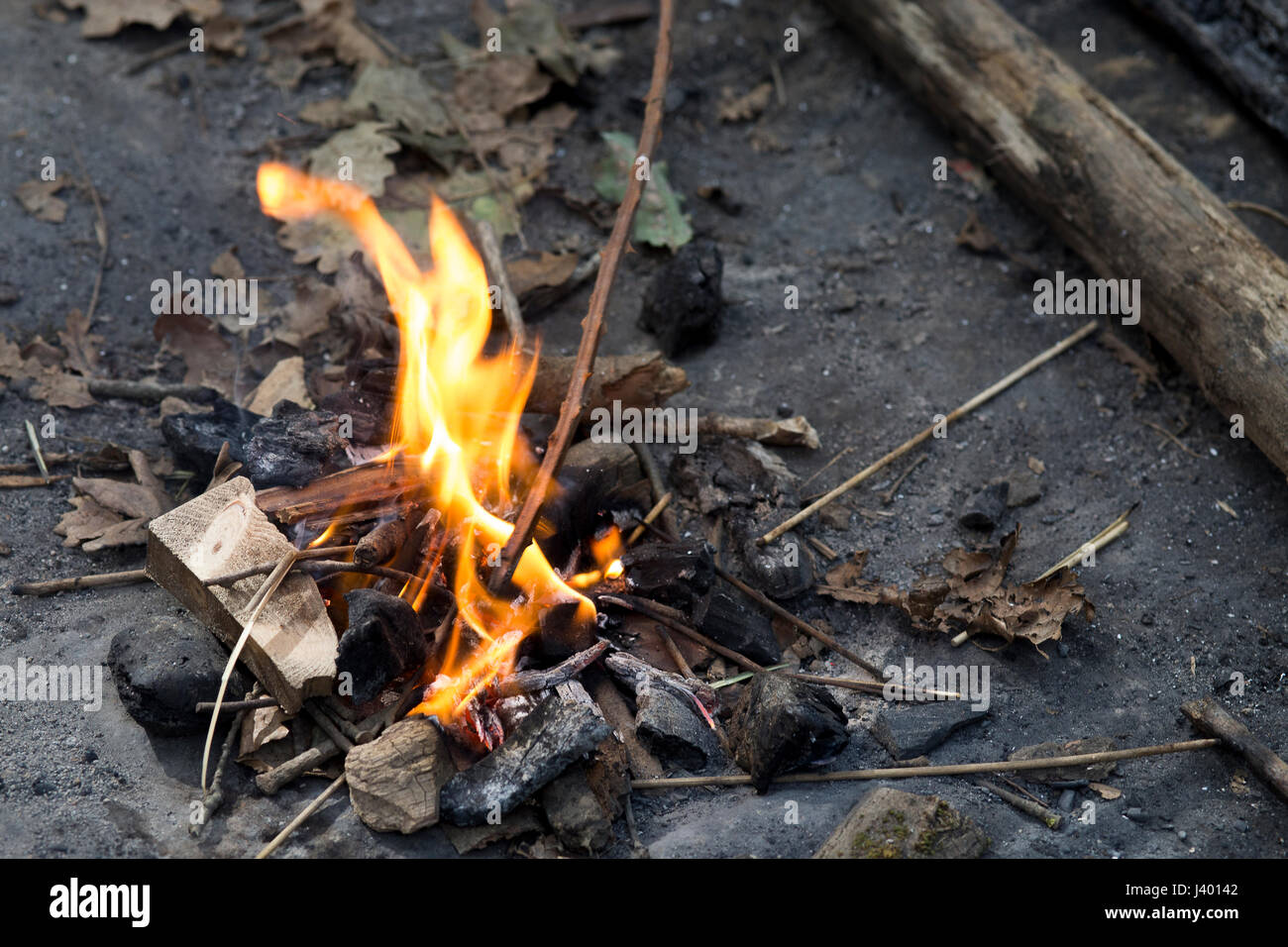 Eiche Holz-Feuer in einem Wald Stockfoto