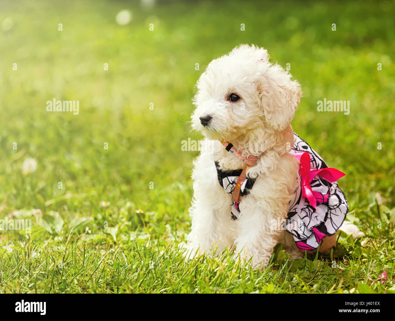 Niedlichen kleinen Welpen Pudelhund im grünen Rasen im Park. Stockfoto