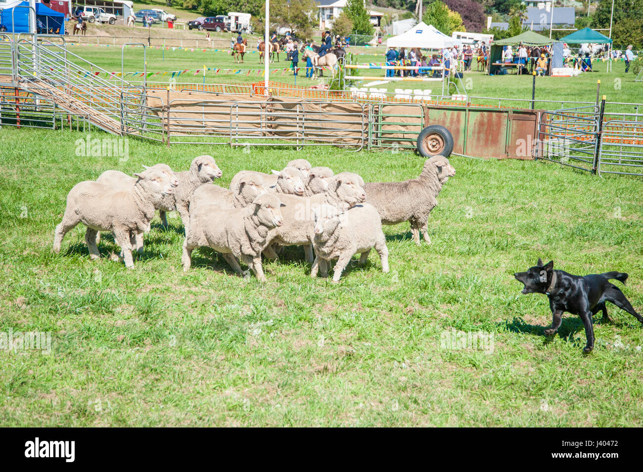 Schäferhund-Studien bei einer Land-Show in Bombala sind hart umkämpft. Der Gewinner ist eine Quelle des Stolzes für die Hundebesitzer. Stockfoto