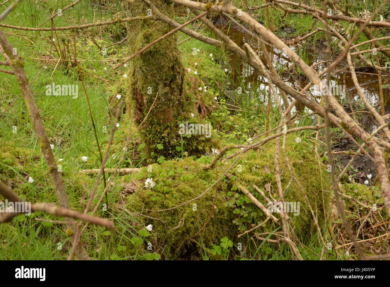 Sauerklee, Oxalis Acetosella verstreut im Wald Stockfoto