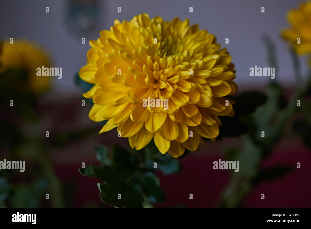 Gelbe Chrysanthemen. Zusammensetzung / ein Bouquet von gelben Chrysanthemen komponieren die Zusammensetzung. Frühling Blumen als Geschenk. Stockfoto