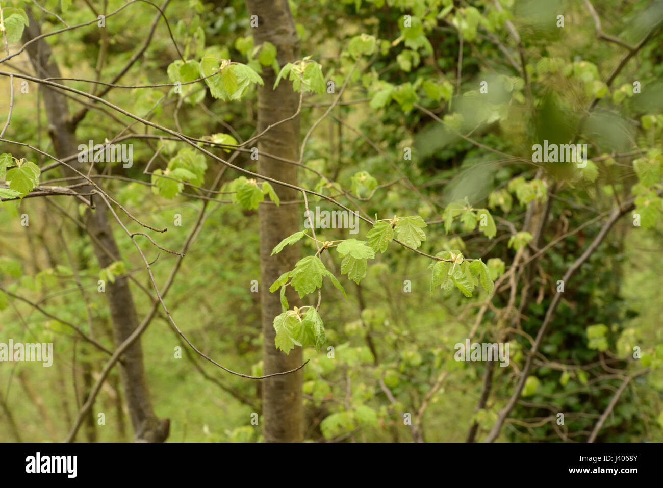 Junge Blätter der wilden Speierling, Sorbus torminalis Stockfoto