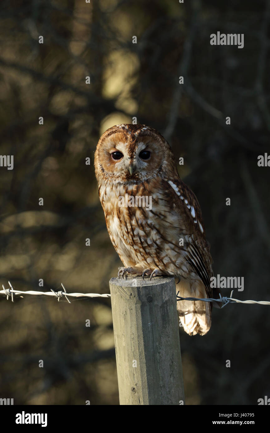 Tawny Eule, Strix Aluco, thront auf einem Zaunpfahl bei Tageslicht am Straßenrand Rande für Beutetiere jagen Stockfoto