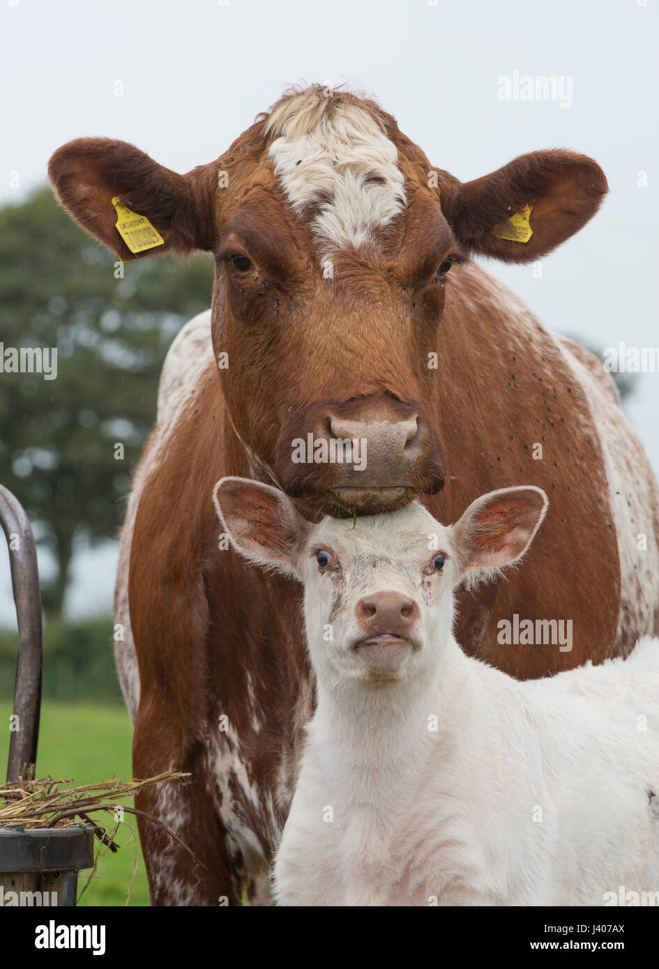 Beef Shorthorn Kuh und Kalb, Bridlington, North Yorkshire. Stockfoto