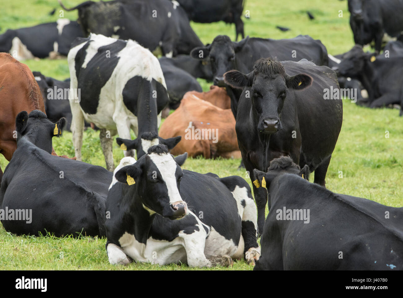 Schwarz / weiß Kühe mit Jersey Kreuze und friesische Kiwi Kreuz Milchkühe weiden am Sandbach, Cheshire. Stockfoto