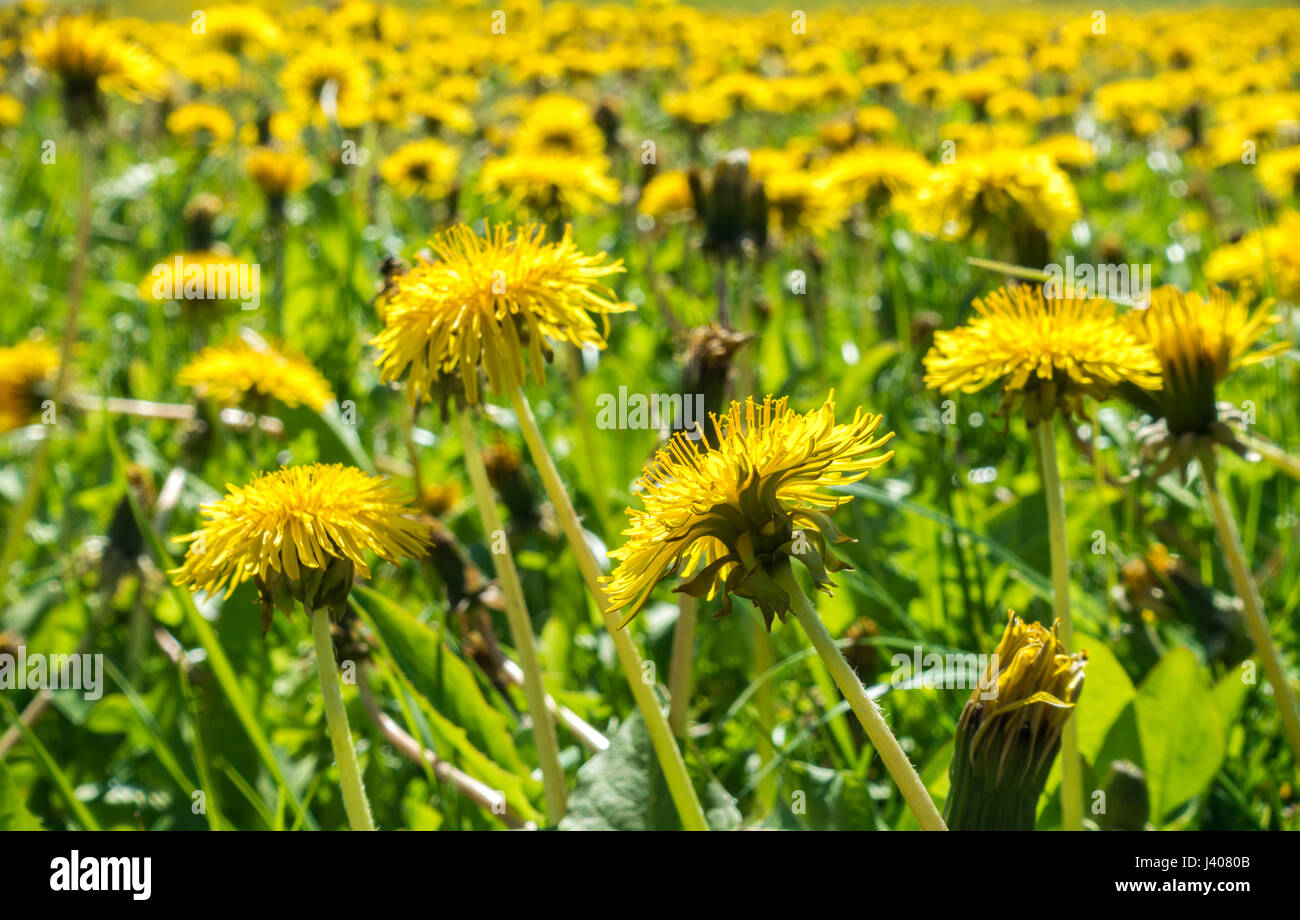 Endlose Löwenzahn Feld im Sonnenlicht. Meer von Blumen. Stockfoto