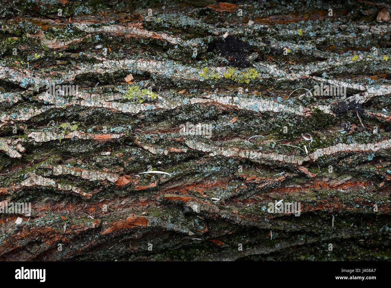 schöne natürliche Struktur der Rinde Holzbohle Verwendung als Natur ...