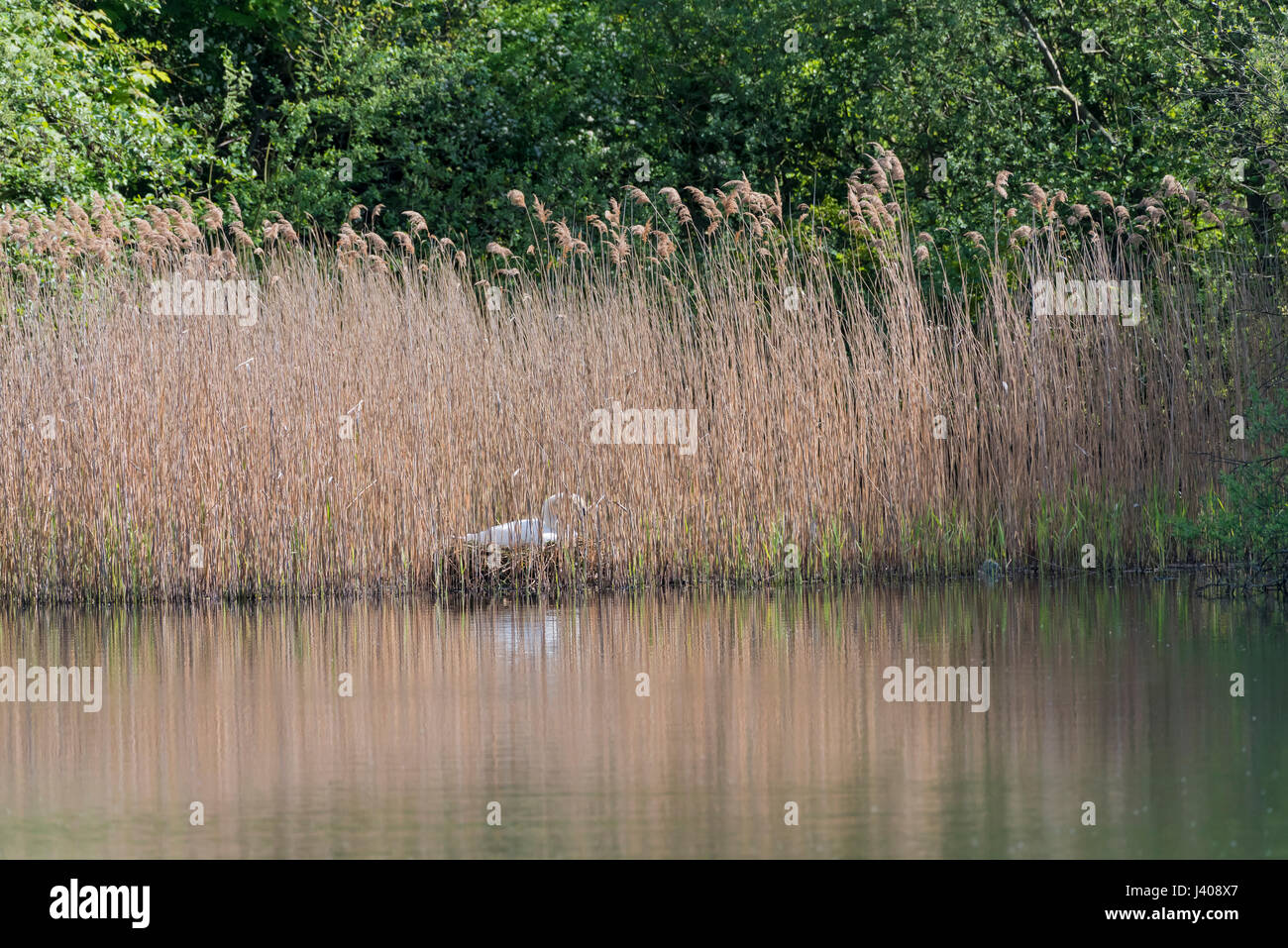 Höckerschwan auf dem Nest im Schilf Stockfoto